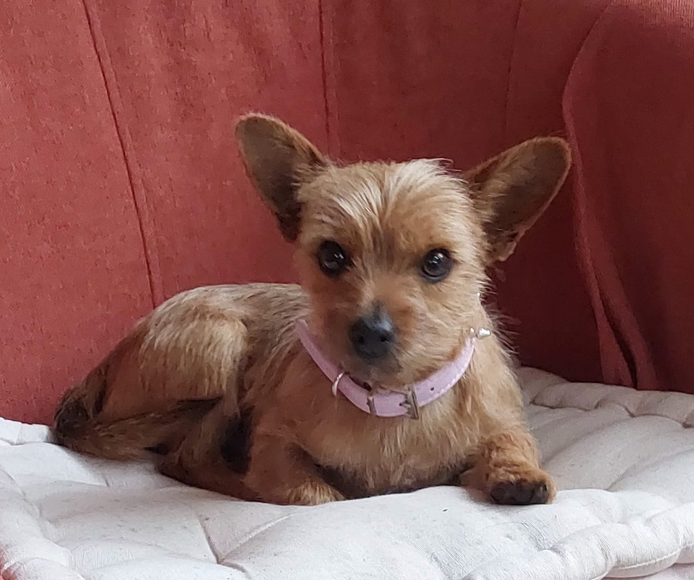 Danny Boy  - AM25132