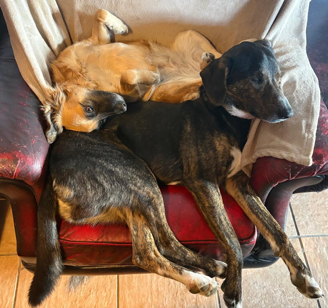 Phoebe and Dobie  - AF26250