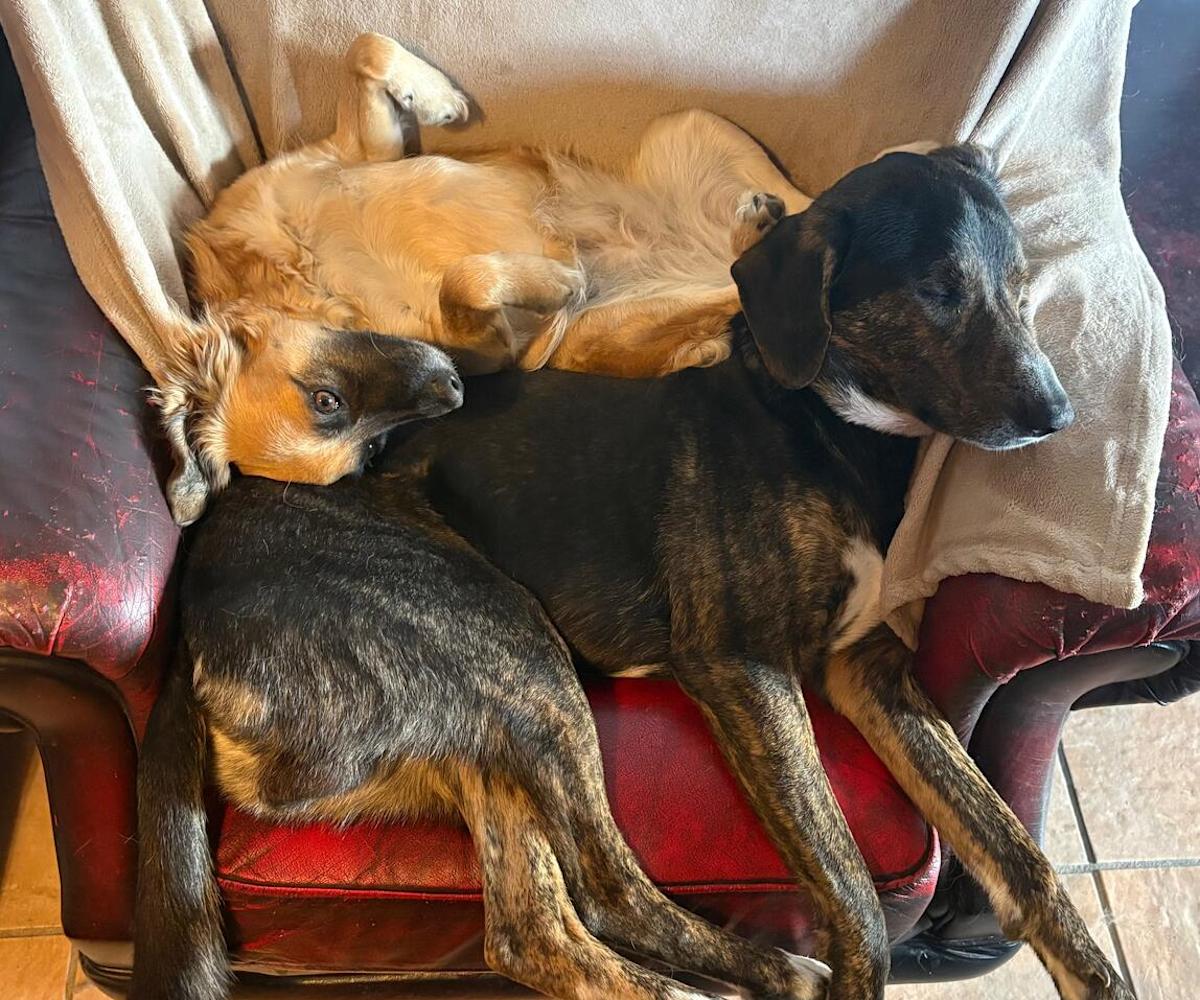 Phoebe and Dobie - AF26250 Phoebe and Dobie - AF26250