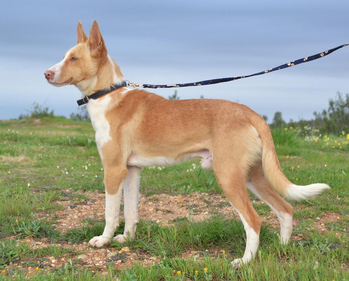 Rufus - AM25117 Rufus - AM25117