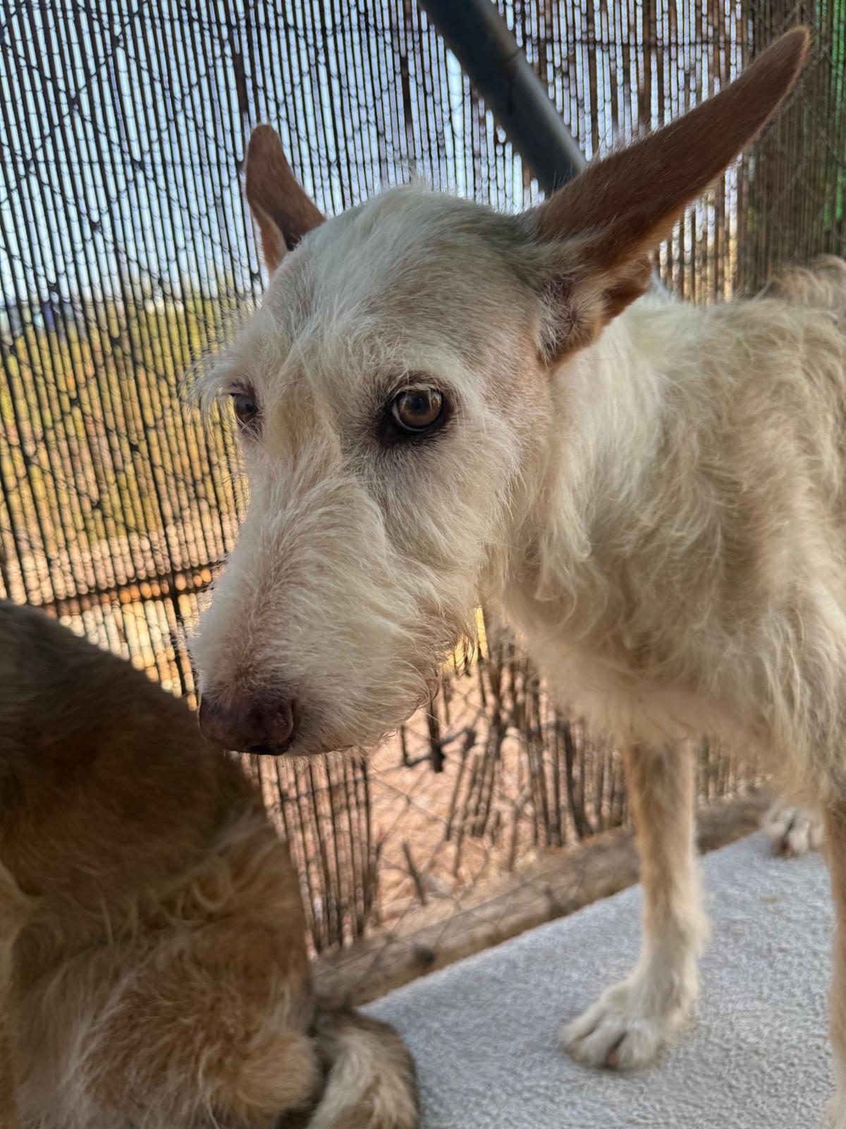 Ria - AF25207 Ria - AF25207