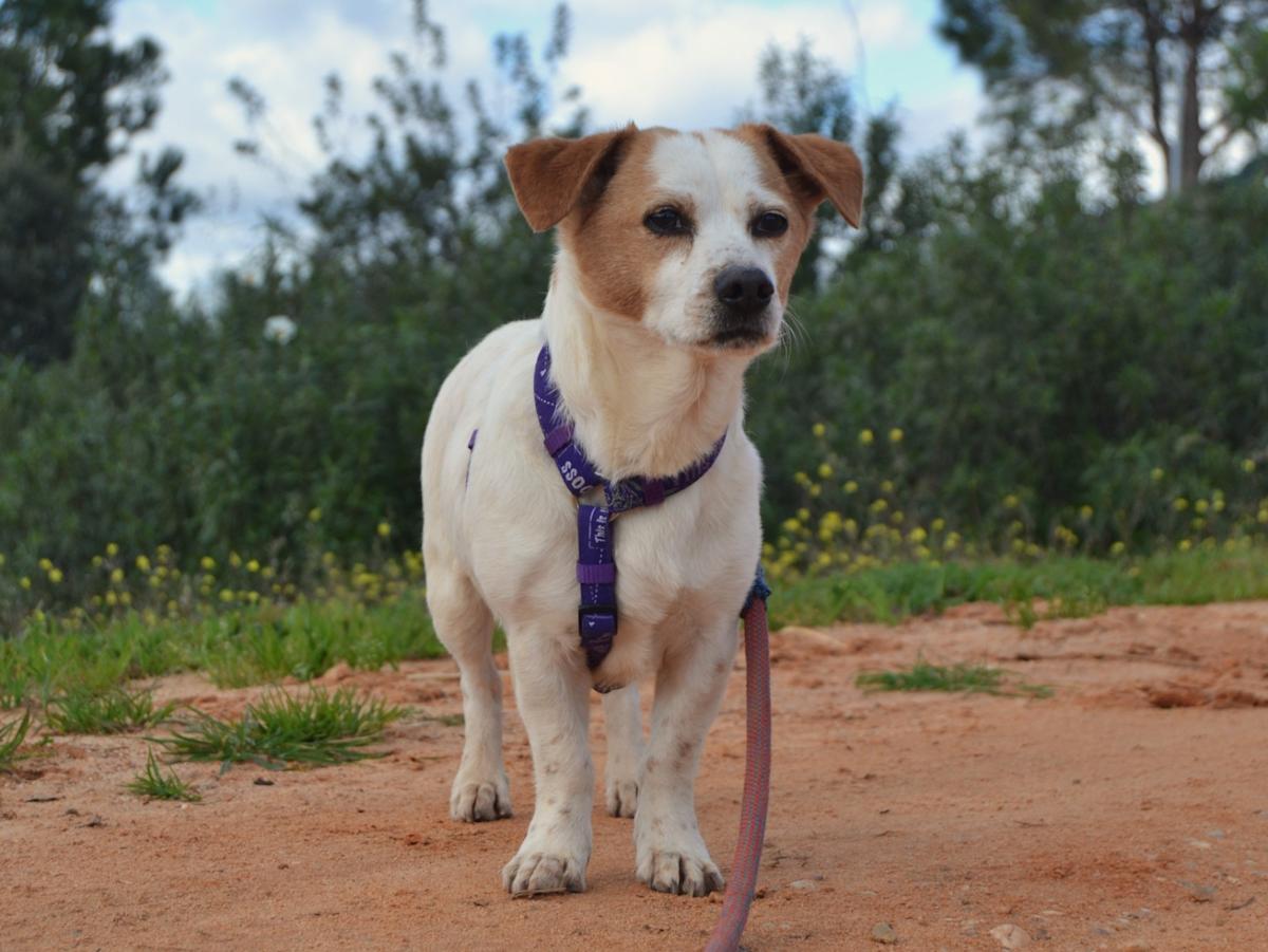 Toby - AM25149LC Toby - AM25149LC