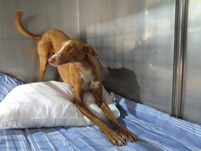 Cafe - AM26283LB Cafe - AM26283LB