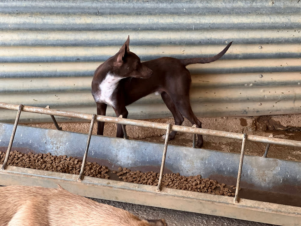 Choco - YM25212AD Choco - YM25212AD