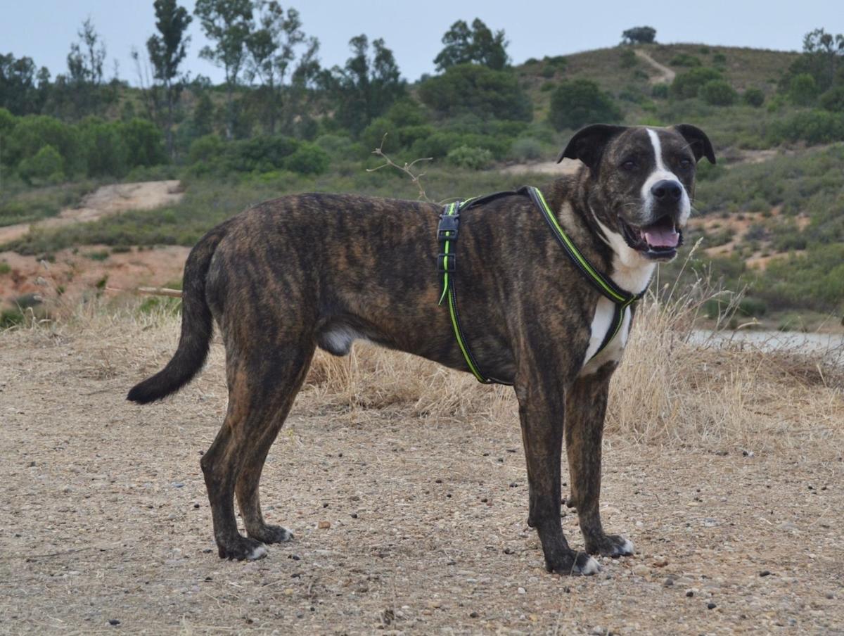 River - AM25183 River - AM25183