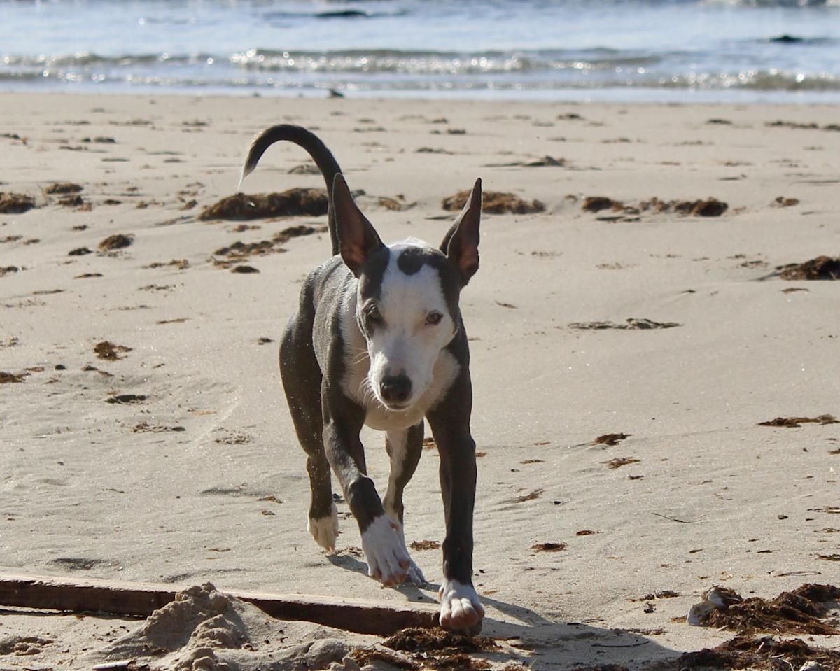 Winston - PM25118 Winston - PM25118