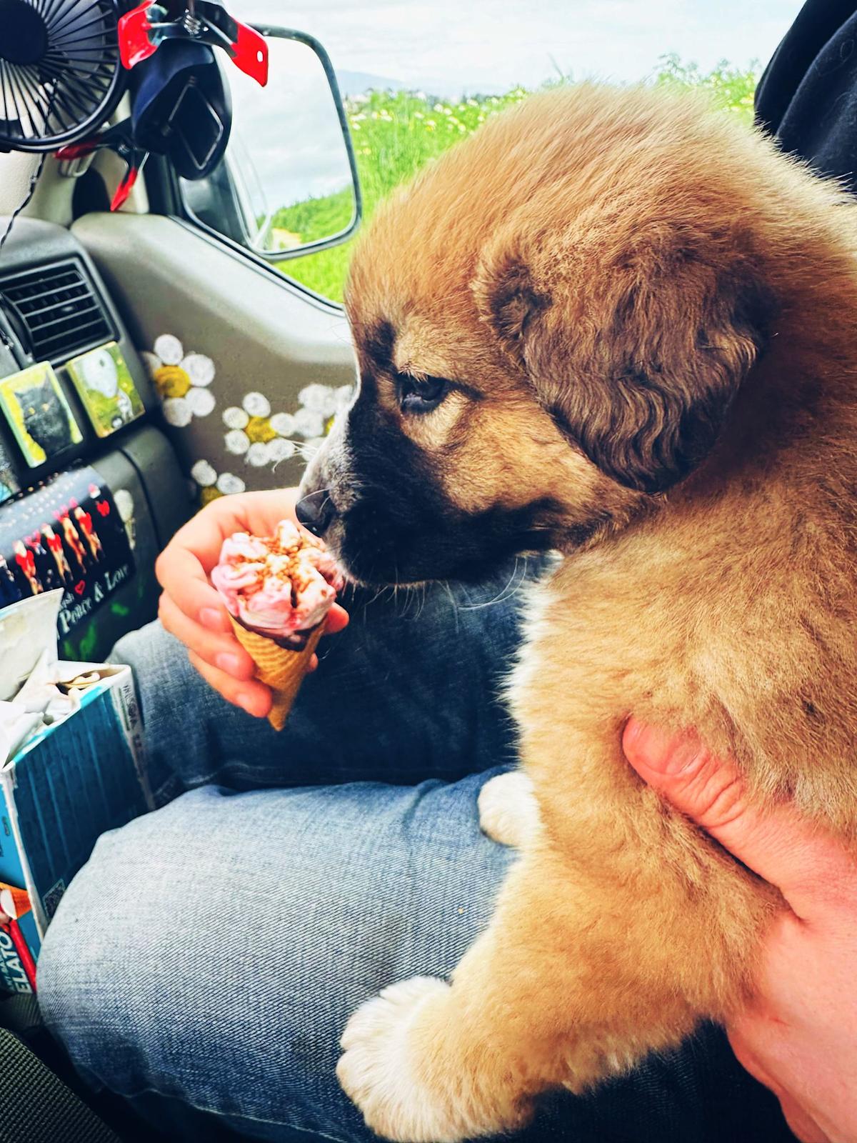 Strawberry Blossom - PF25134 Strawberry Blossom - PF25134