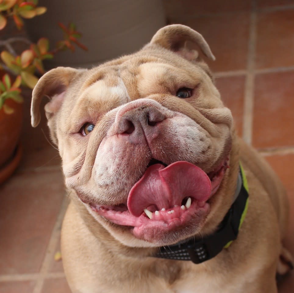 Honey - YF2468RH Honey - YF2468RH