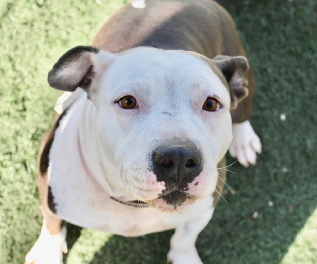 Vaquita - AF25218ML Vaquita - AF25218ML