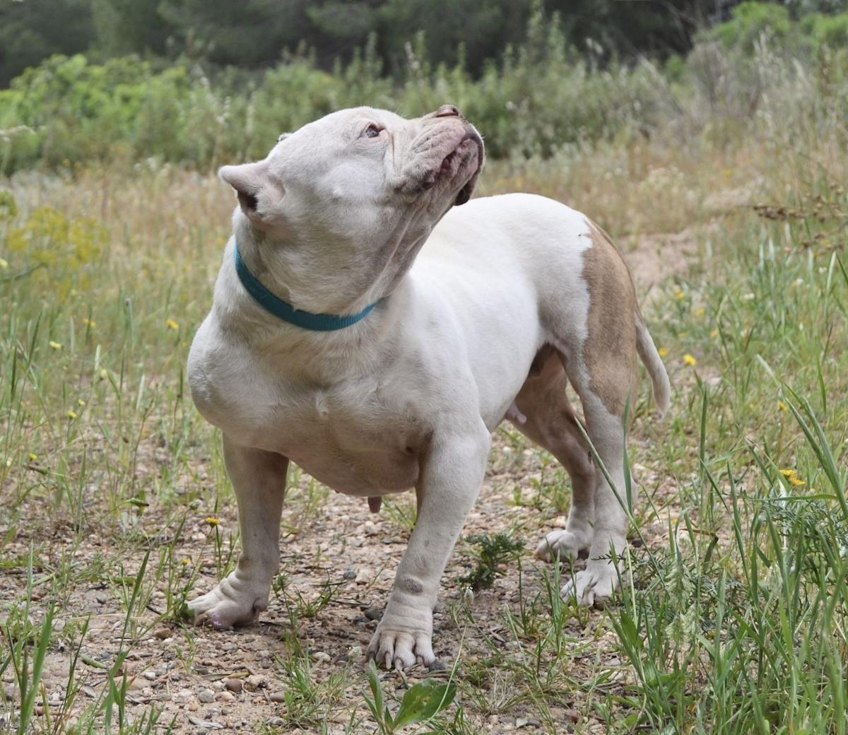 Linda - AF25158 Linda - AF25158