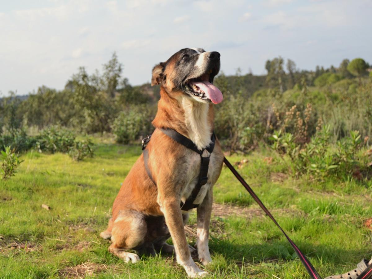 Coyote - AM25135LC Coyote - AM25135LC