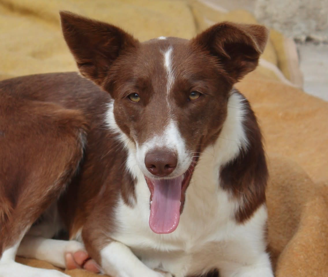 Barbie - AF2467PL Barbie - AF2467PL