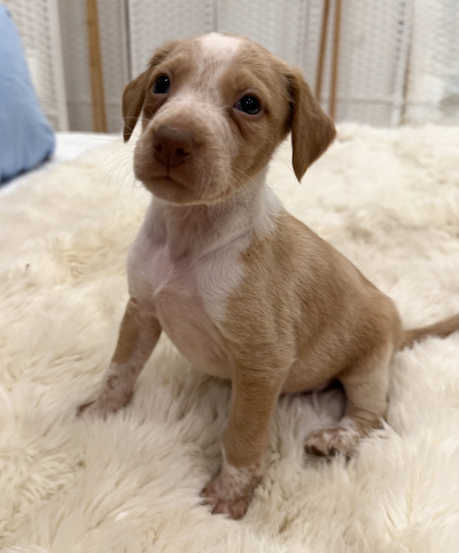 Sheeran  - PM26245TA