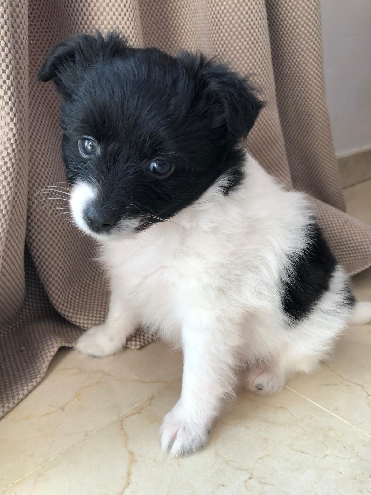 Obama - PM249A Obama - PM249A