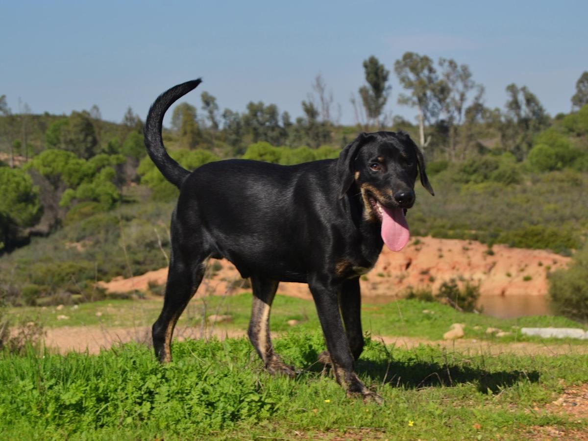 Moody - PM2475LC Moody - PM2475LC