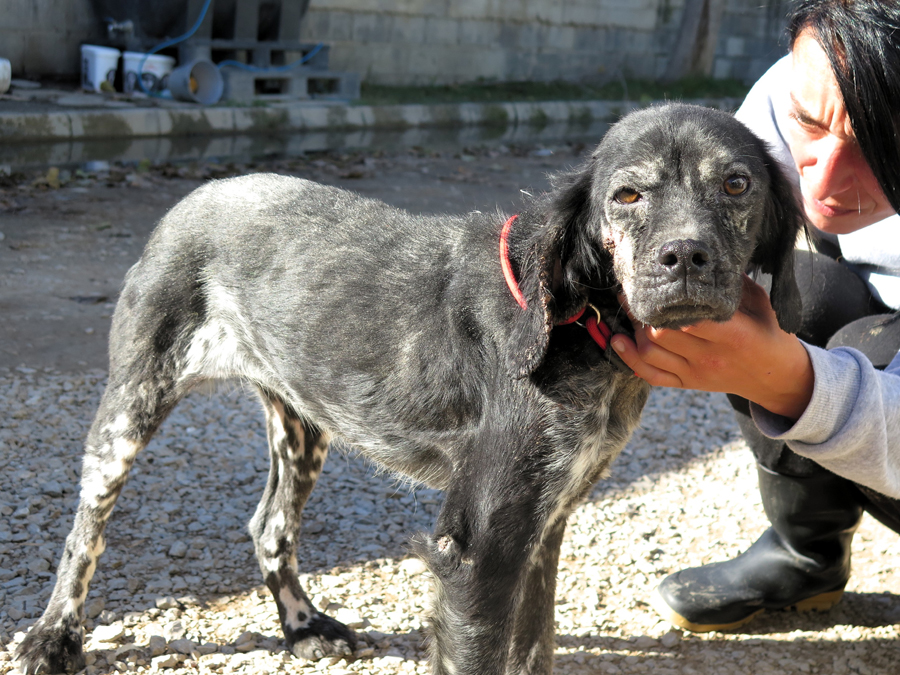 Berenguela  - AF25231LB