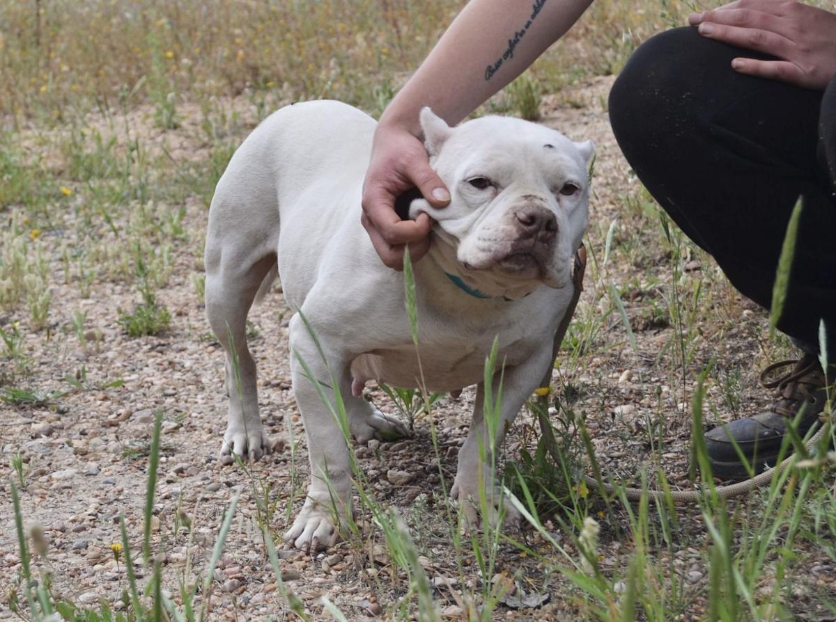 Linda - AF25158 Linda - AF25158