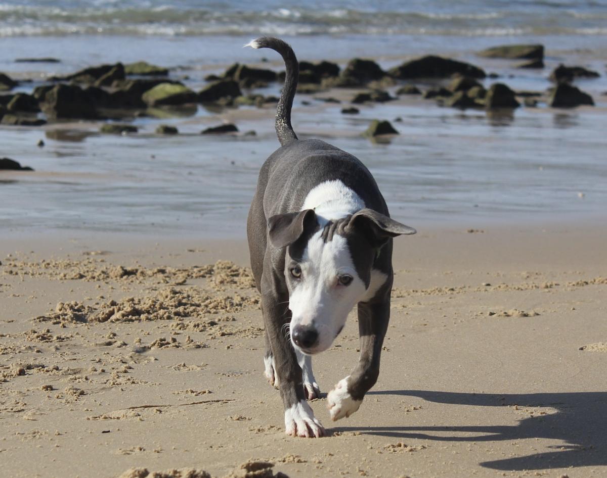 Winston - PM25118 Winston - PM25118