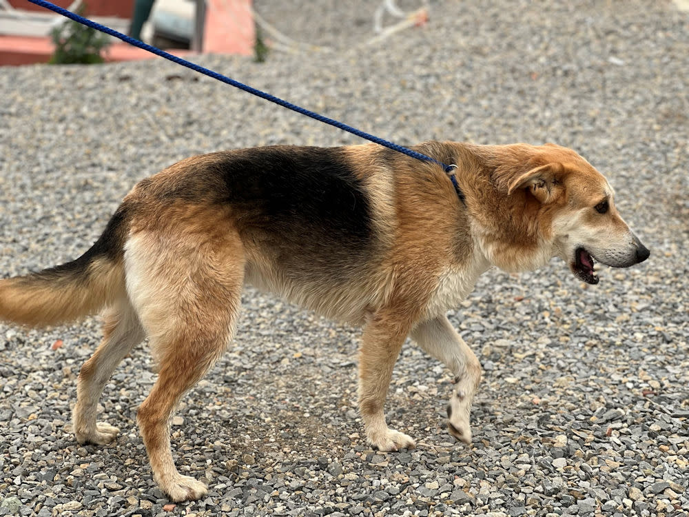 Boots - AM26251AD Boots - AM26251AD