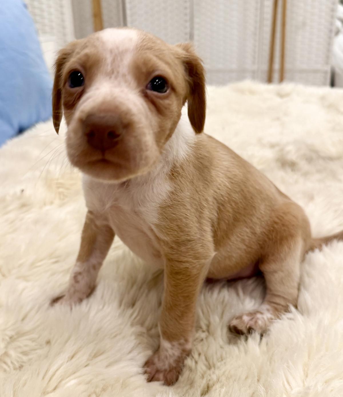 Sheeran - PM26245TA Sheeran - PM26245TA