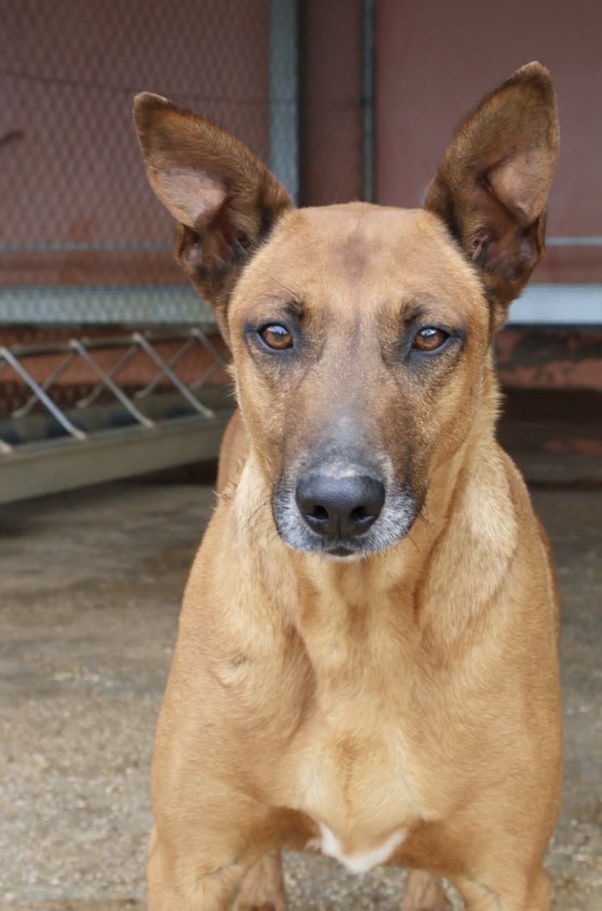 Ranger AD - AM25169AD Ranger AD - AM25169AD