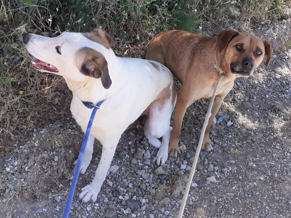 Janette - AF26260AD Janette - AF26260AD