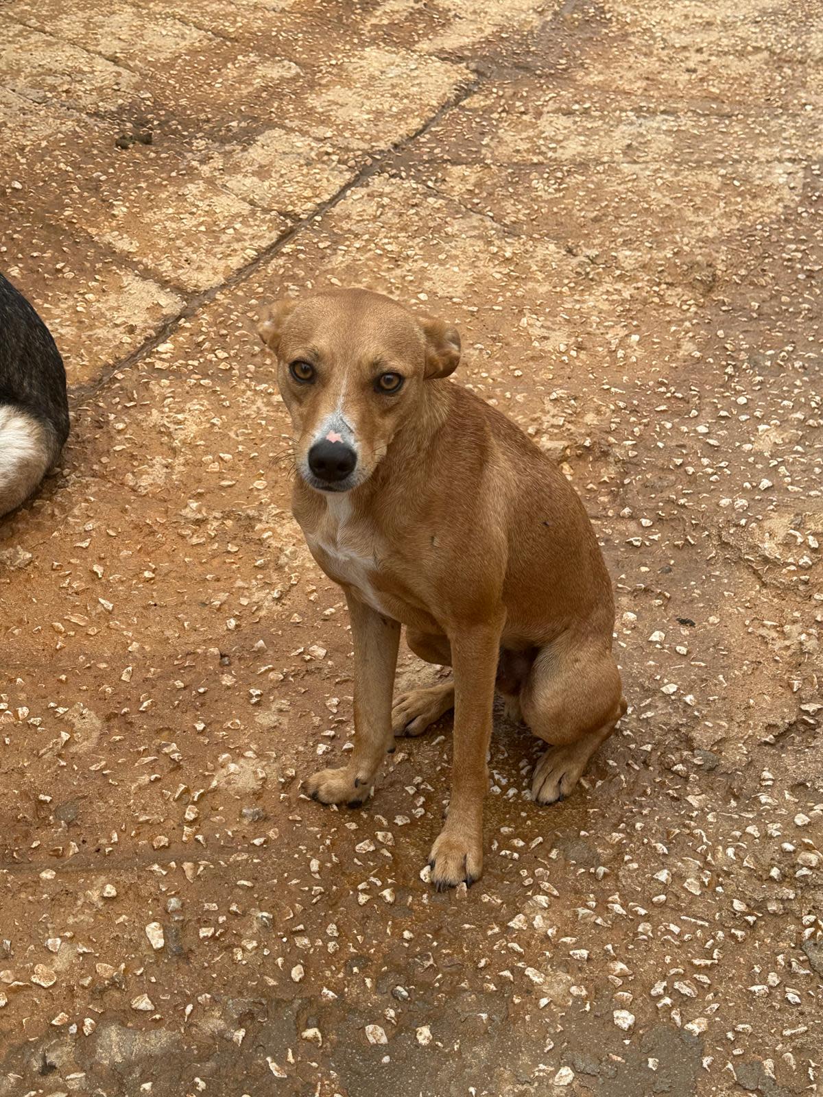 Wifi - YF24100PL Wifi - YF24100PL