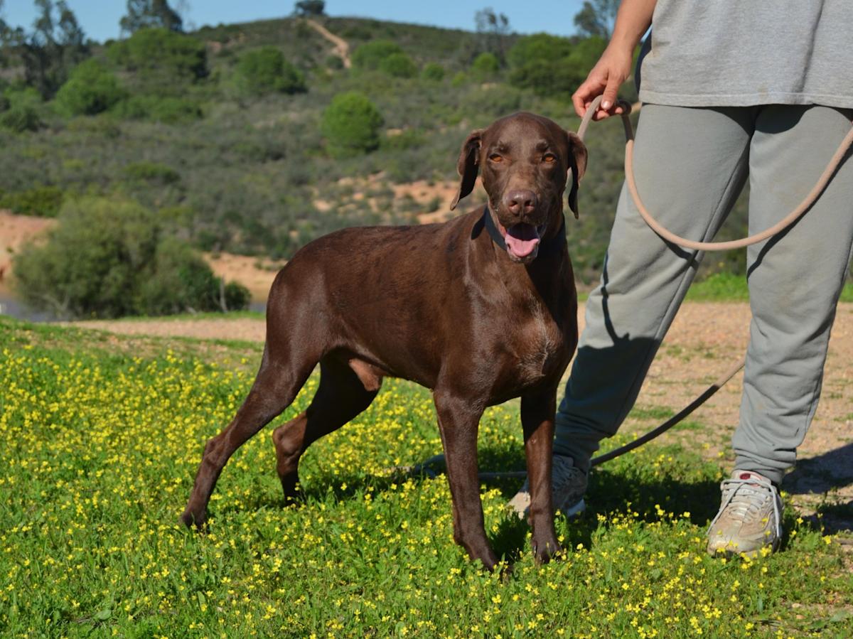 Karliche - AM25138LC Karliche - AM25138LC