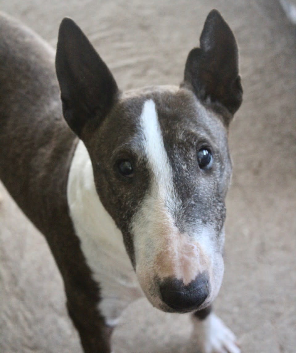 Peggy Sue - AF25216ML Peggy Sue - AF25216ML