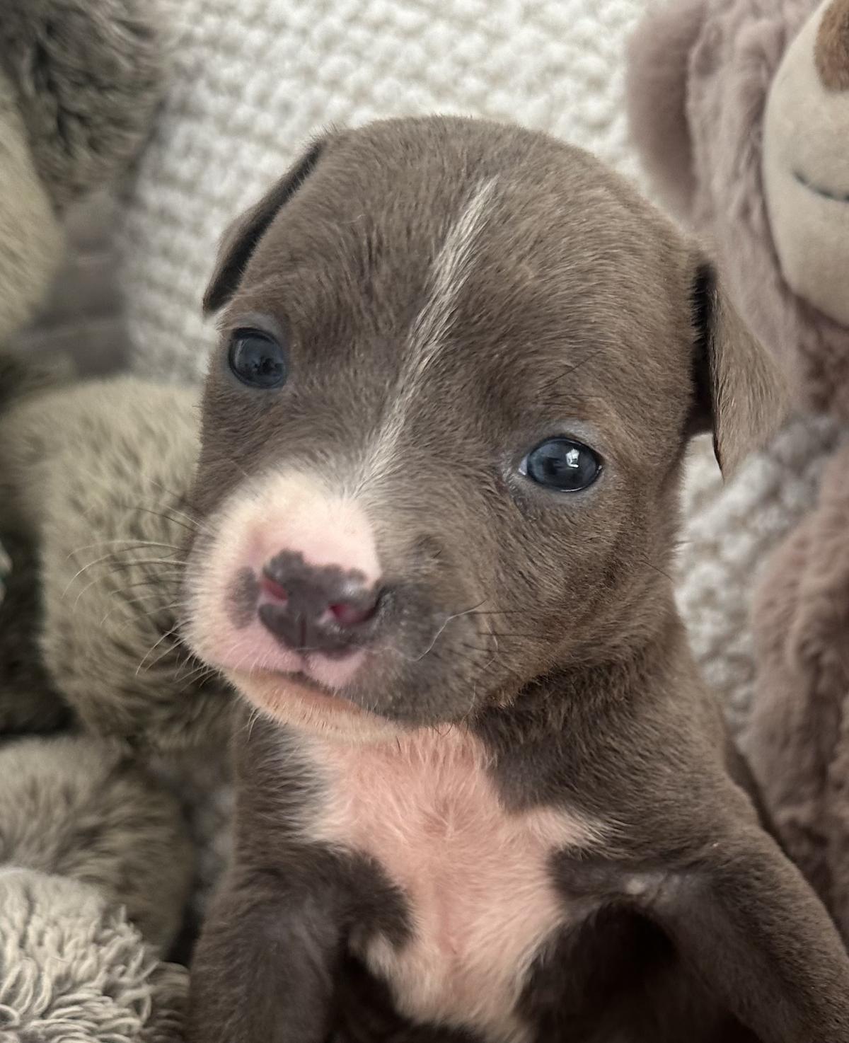 Leon - PM25121 Leon - PM25121