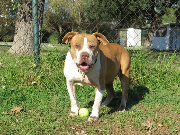 Keny - AM26284LB Keny - AM26284LB