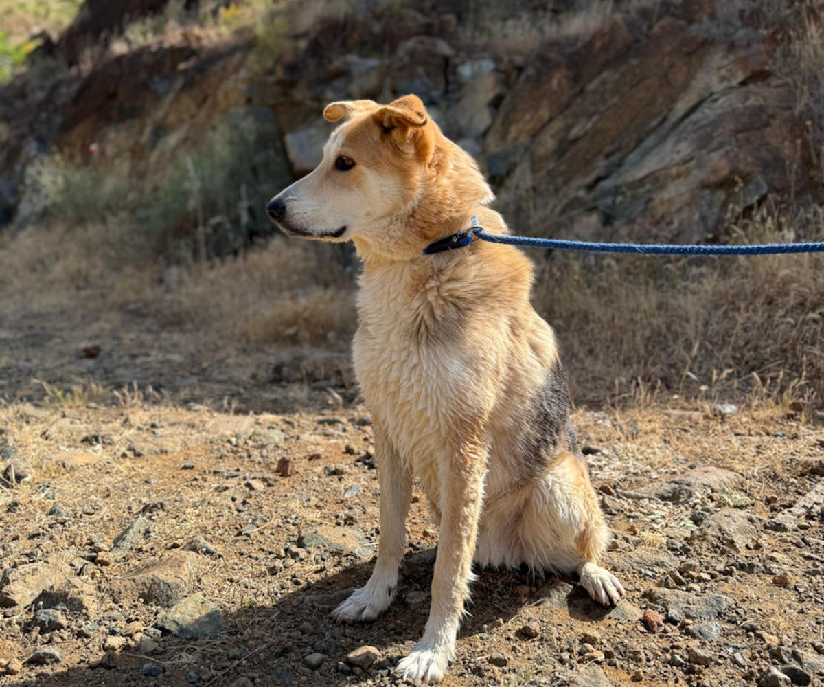 Boots - AM26251AD Boots - AM26251AD