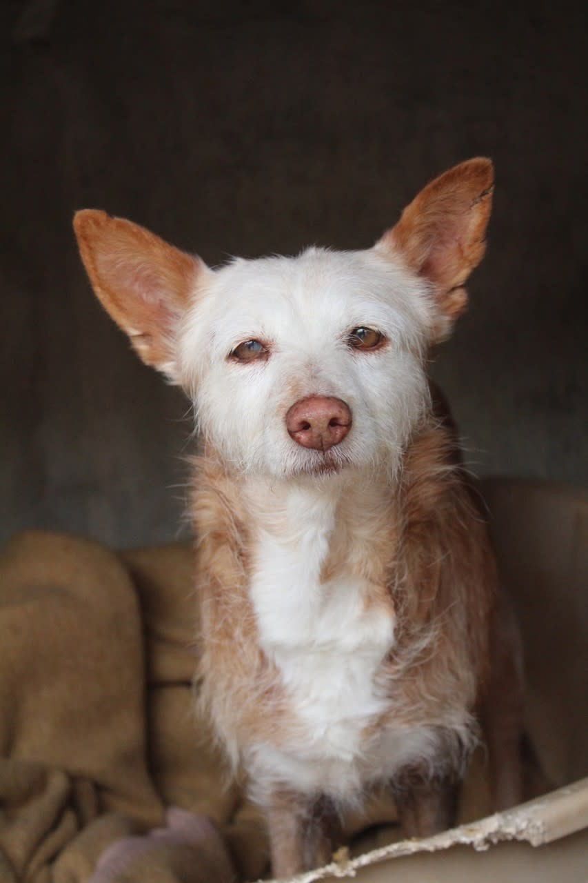 Canija  - AF2464PL Canija  - AF2464PL