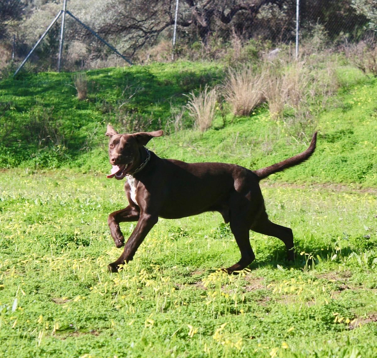 Bluey - YM26249 Bluey - YM26249