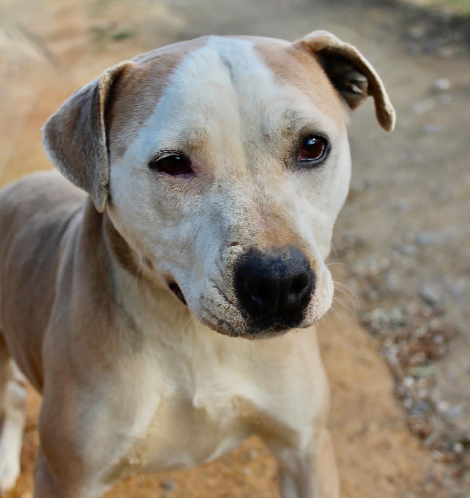 Sofia - AF2418SS Sofia - AF2418SS