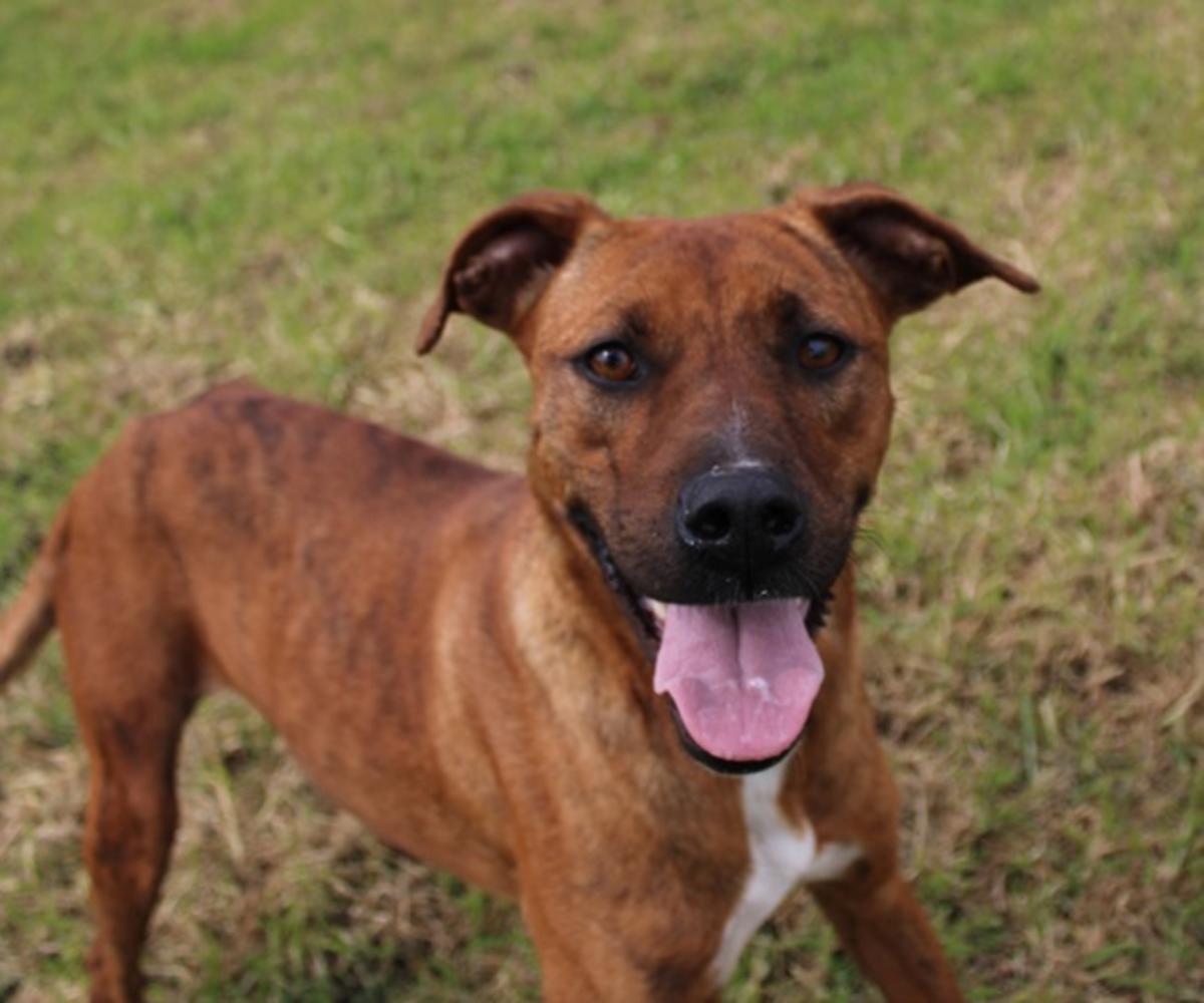 Mowgli - YM26286LB Mowgli - YM26286LB