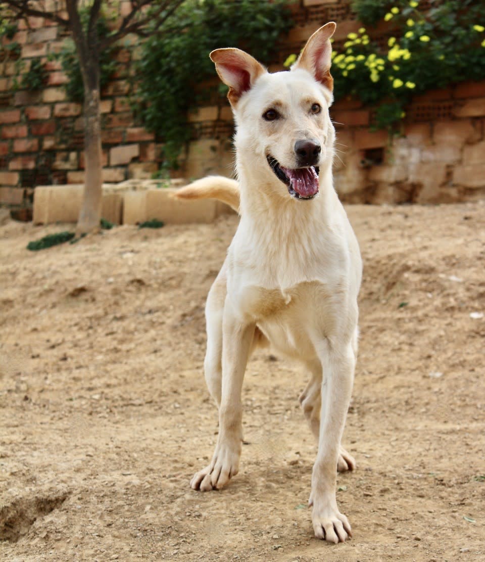 Cooper - AM2430PL Cooper - AM2430PL