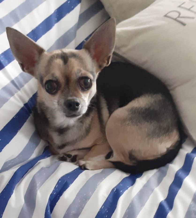 Lucy - AF25112 Lucy - AF25112