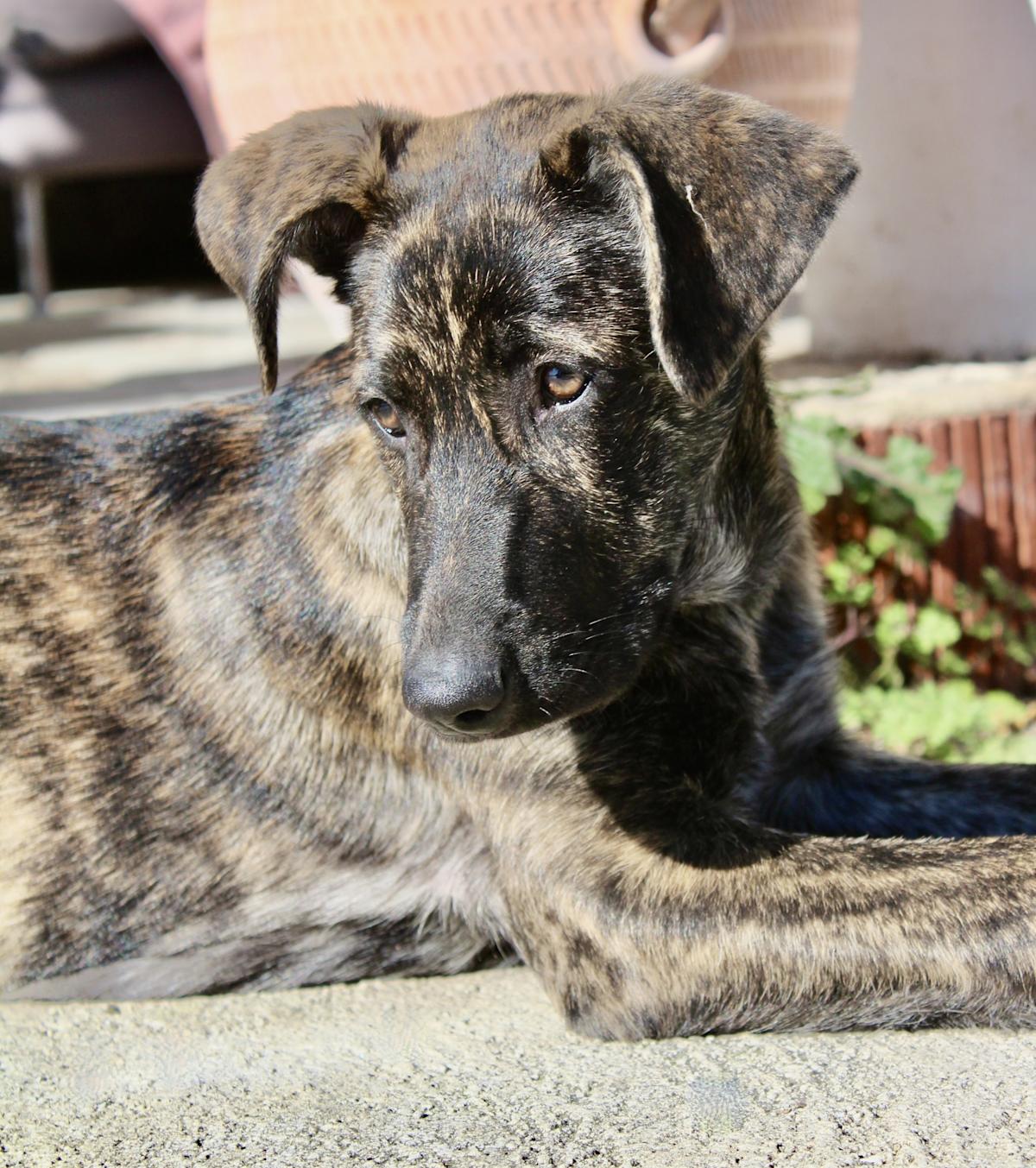 Chloe - PF25114 Chloe - PF25114