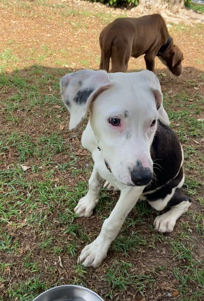 Bambino - PM2492 Bambino - PM2492