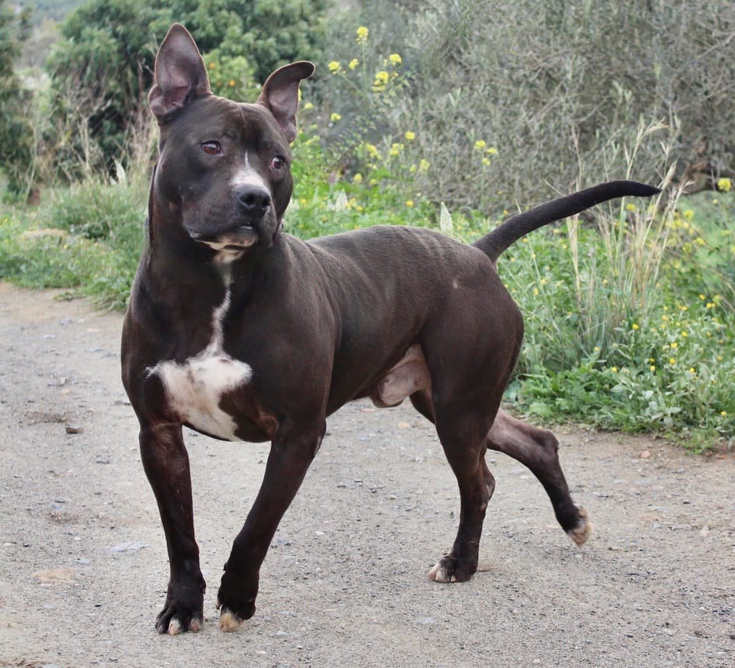 Stoker - AM2415SS Stoker - AM2415SS