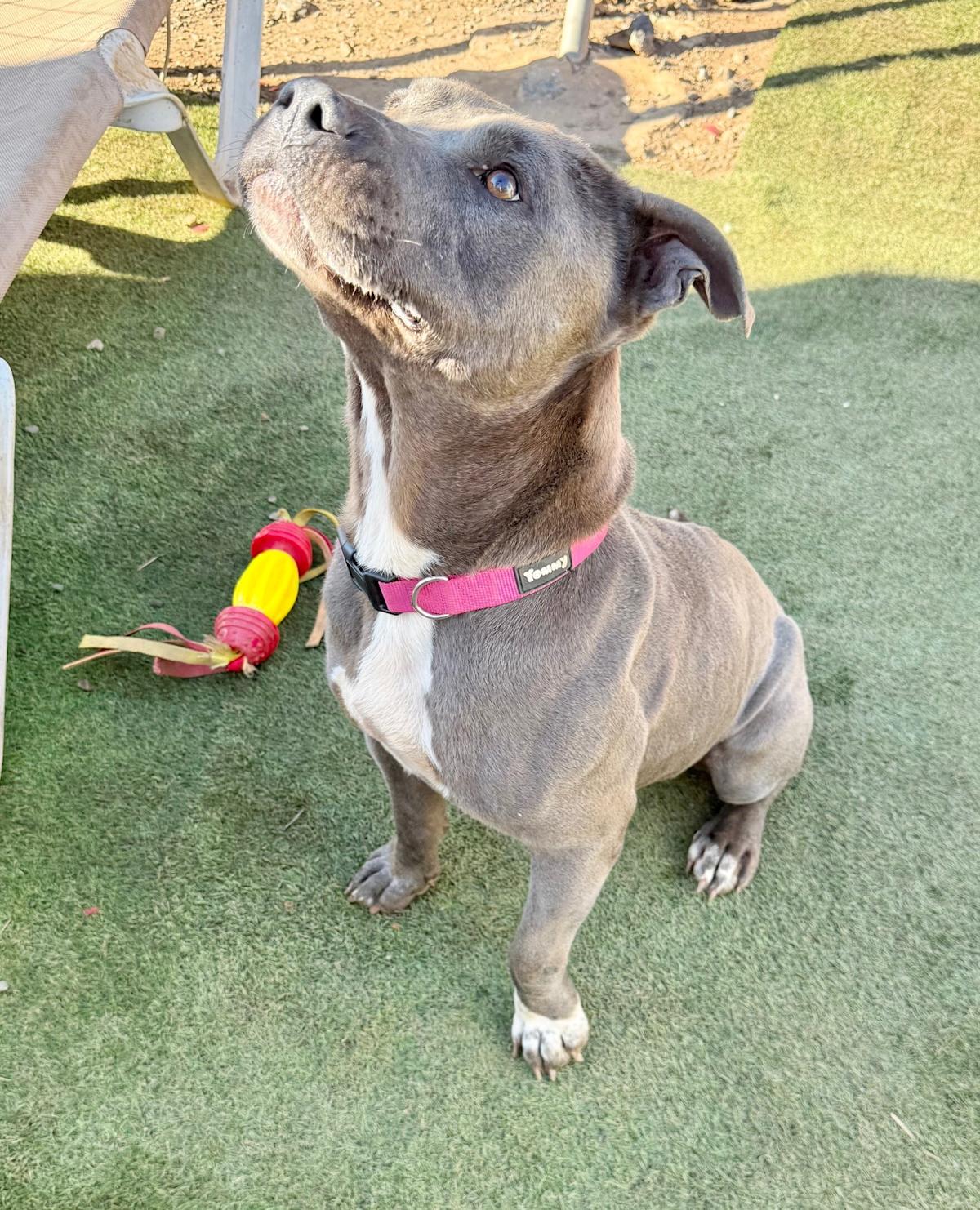 Pedrito - AM26263ML Pedrito - AM26263ML