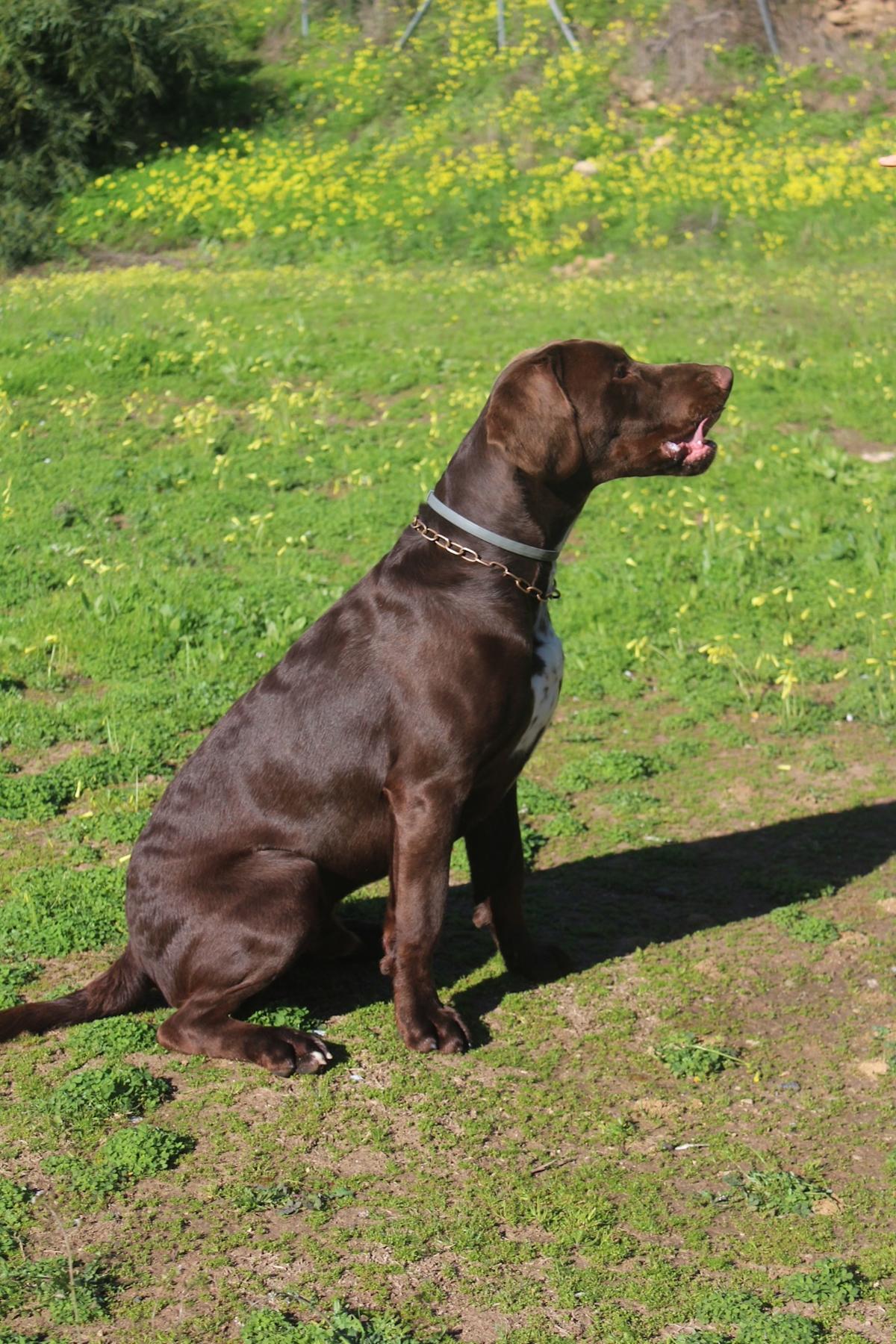 Bluey - YM26249 Bluey - YM26249