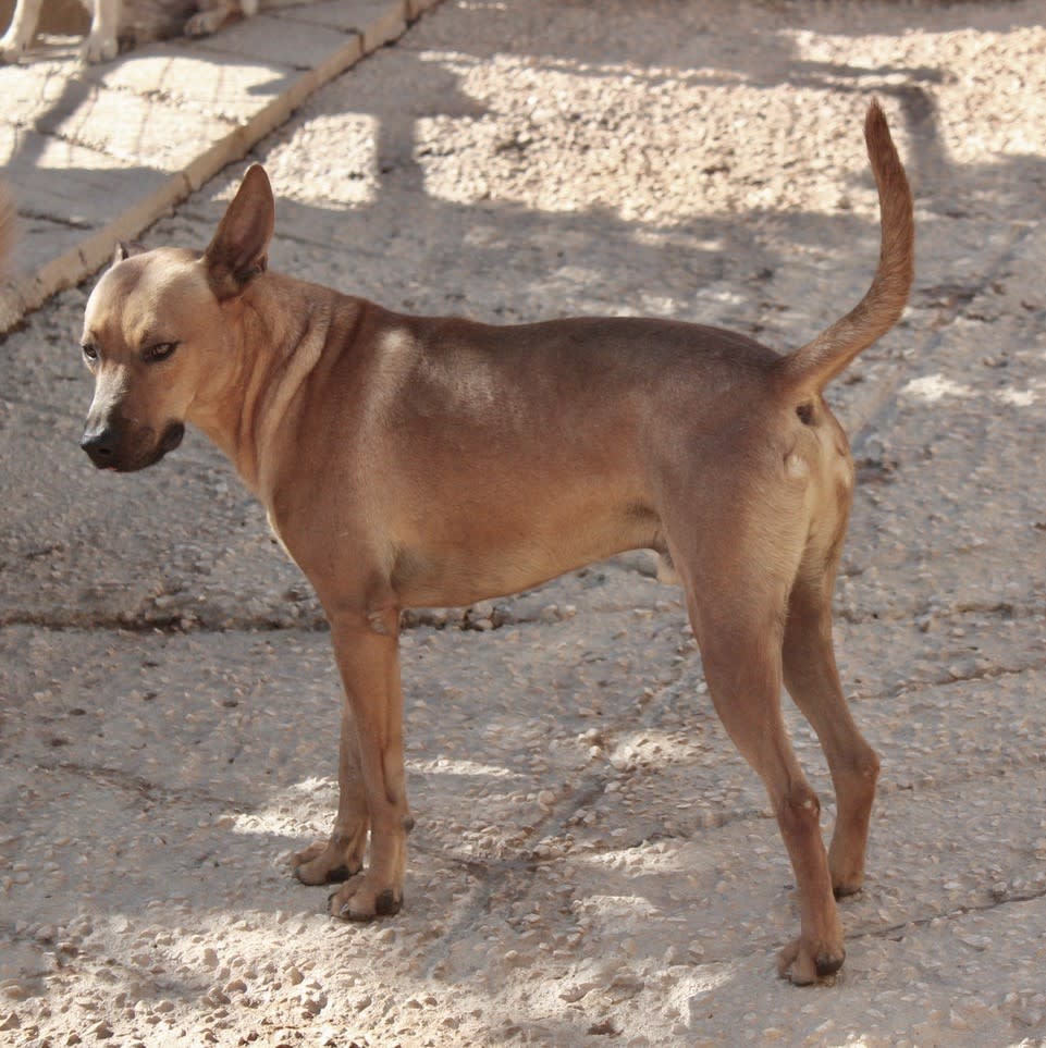 Turner - AM2505PL Turner - AM2505PL