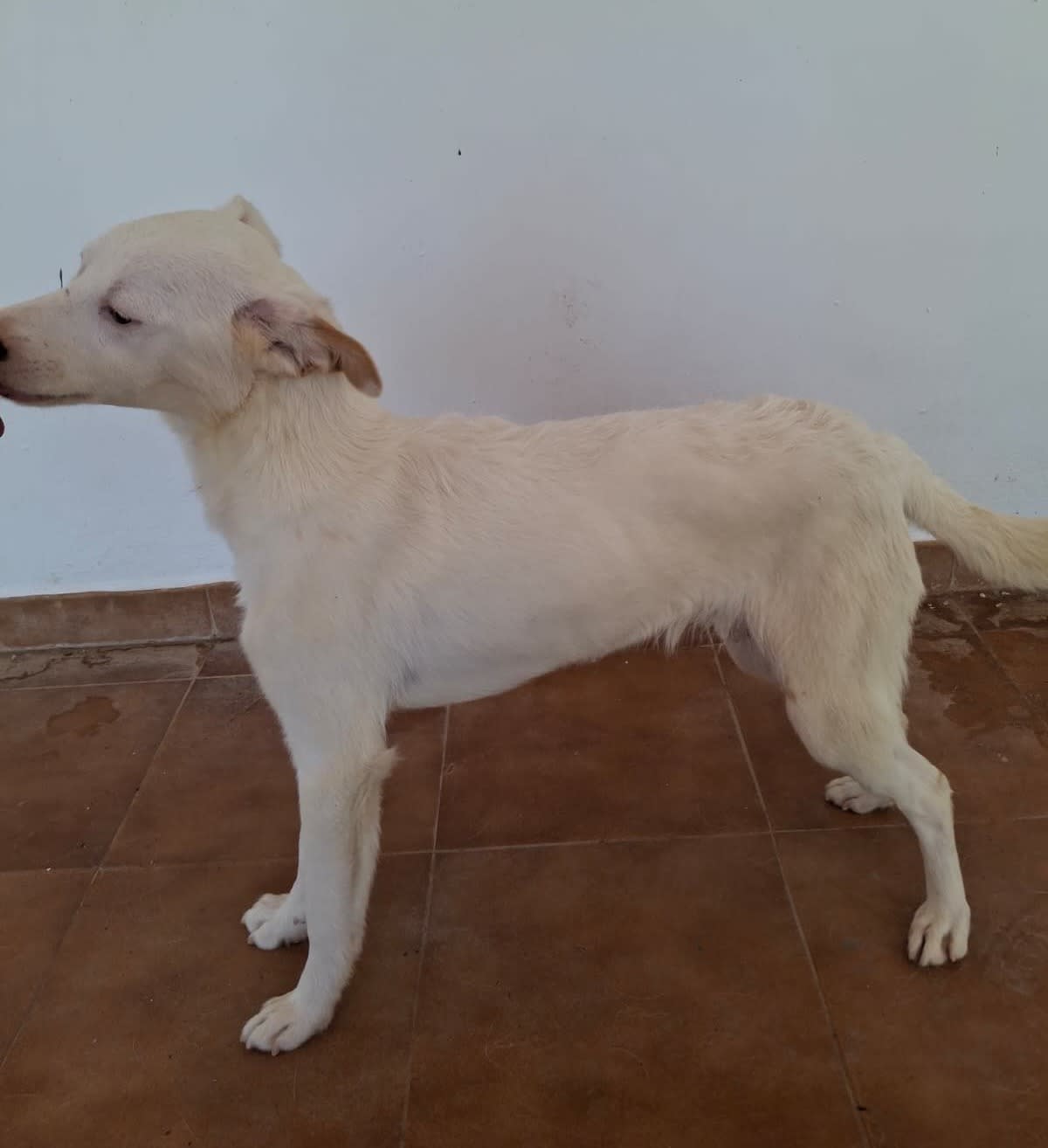 Blanco - YM26305NPLH Blanco - YM26305NPLH