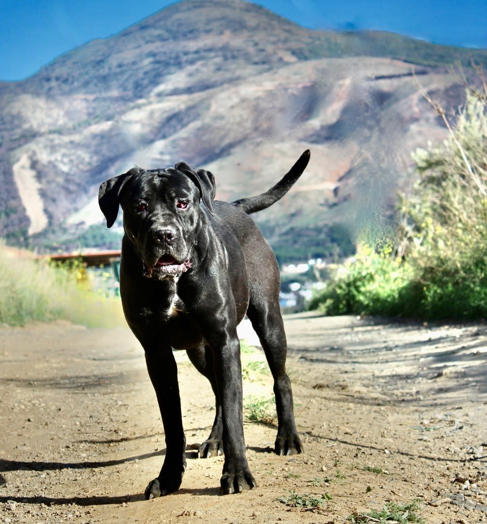 Grace - YF2423SS Grace - YF2423SS