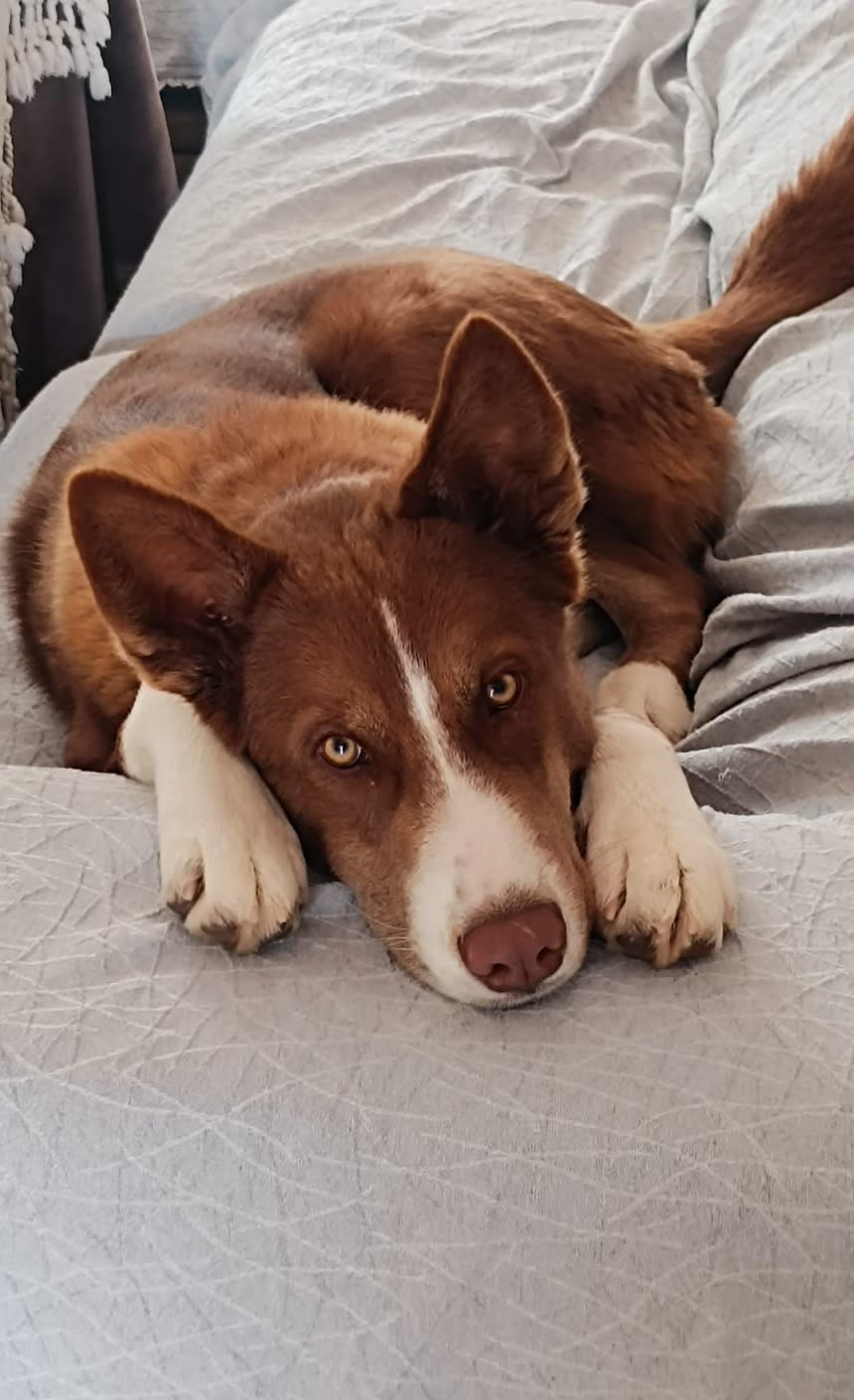 Sancho - YM26265FC Sancho - YM26265FC