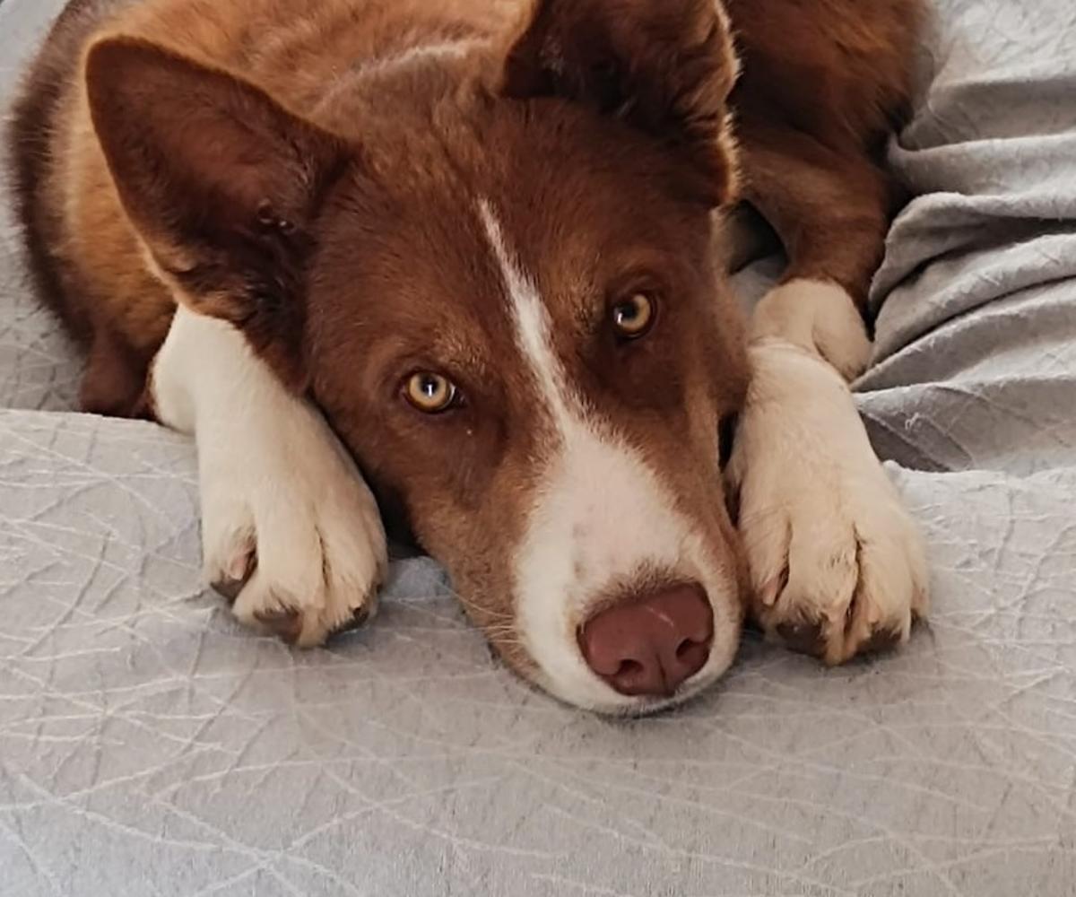 Sancho - YM26265FC Sancho - YM26265FC