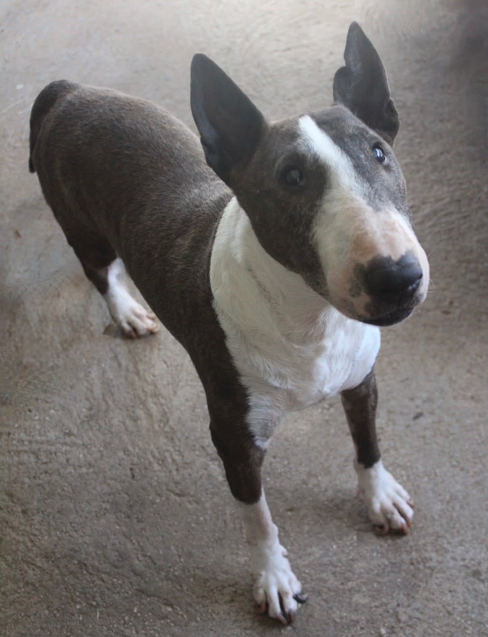 Peggy Sue - AF25216ML Peggy Sue - AF25216ML