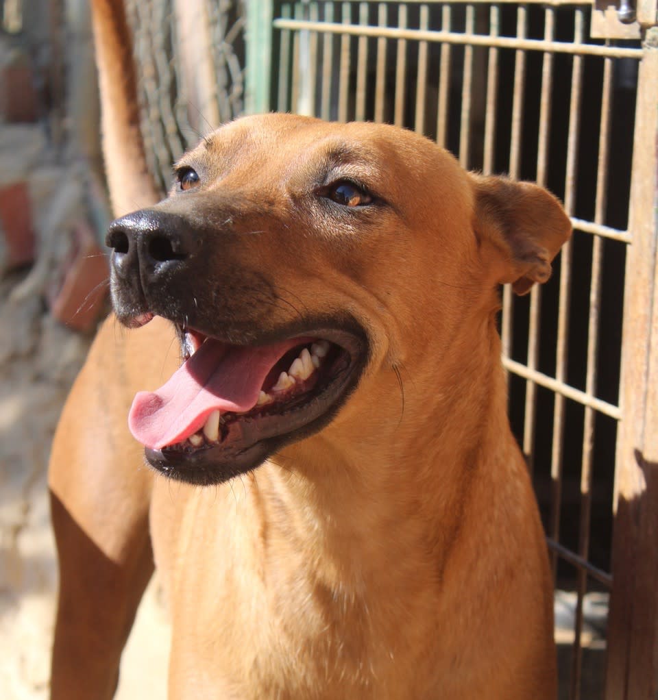 Turner - AM2505PL Turner - AM2505PL